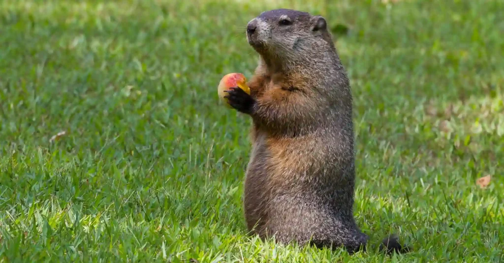 groundhog day meaning